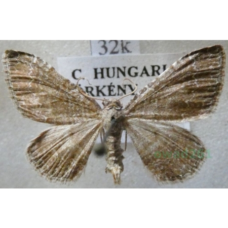 Cataclysme riguata (Hübner, 1813) Obmytek falisty Slovakia32k